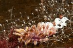 Doto Coronata, Photo av Vebjørn Karlsen, Saltstraumen DykkeCamp Doto Coronata, Photo av Vebjørn Karlsen, Saltstraumen DykkeCamp