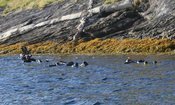 Snorkling Saltstraumen DykkeCamp