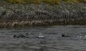 Snorking Saltstraumen DykkeCamp