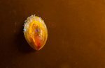 Blue-rayed limpet Photo av Vebjørn Karlsen, Saltstraumen DykkeCamp Blue-rayed limpet Photo av Vebjørn Karlsen, Saltstraumen DykkeCamp