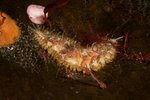 Rusty scaleworm Photo Vebjørn Karlsen Saltstraumen DykkeCamp Rusty scaleworm Photo Vebjørn Karlsen Saltstraumen DykkeCamp