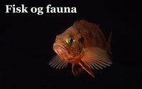 Fisk og Fauna