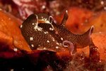 Sea Hare Photo Vebjørn Karlsen Saltstraumen DykkeCamp Sea Hare Photo Vebjørn Karlsen Saltstraumen DykkeCamp