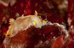 Polycera quadrilineata, Photo av Vebjørn Karlsen, Saltstraumen DykkeCamp Polycera quadrilineata, Photo av Vebjørn Karlsen, Saltstraumen DykkeCamp