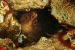 Yarrell's blenny Photo av Vebjørn Karlsen, SaltstraumenDy kkeCamp Yarrell's blenny Photo av Vebjørn Karlsen, SaltstraumenDy kkeCamp