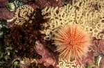 Common sea urchin Photo Vebjørn Karlsen Saltstraumen DykkeCamp Common sea urchin Photo Vebjørn Karlsen Saltstraumen DykkeCamp