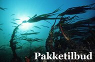 Pakketilbud Saltstraumen DykkeCamp