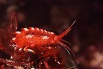 Amphipoda Photo av Vebjørn Karlsen, Saltstraumen DykkeCamp Amphipoda Photo av Vebjørn Karlsen, Saltstraumen DykkeCamp